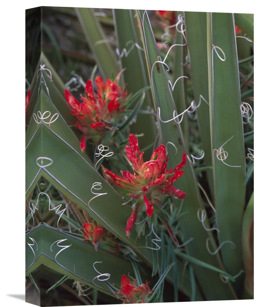 "Paintbrush Growing Among With Banana Yucca , North America" Artwork, 12" x 16"