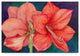 Joanne Porter 'Amaryllis Blooms' Canvas Art, 24"x16"