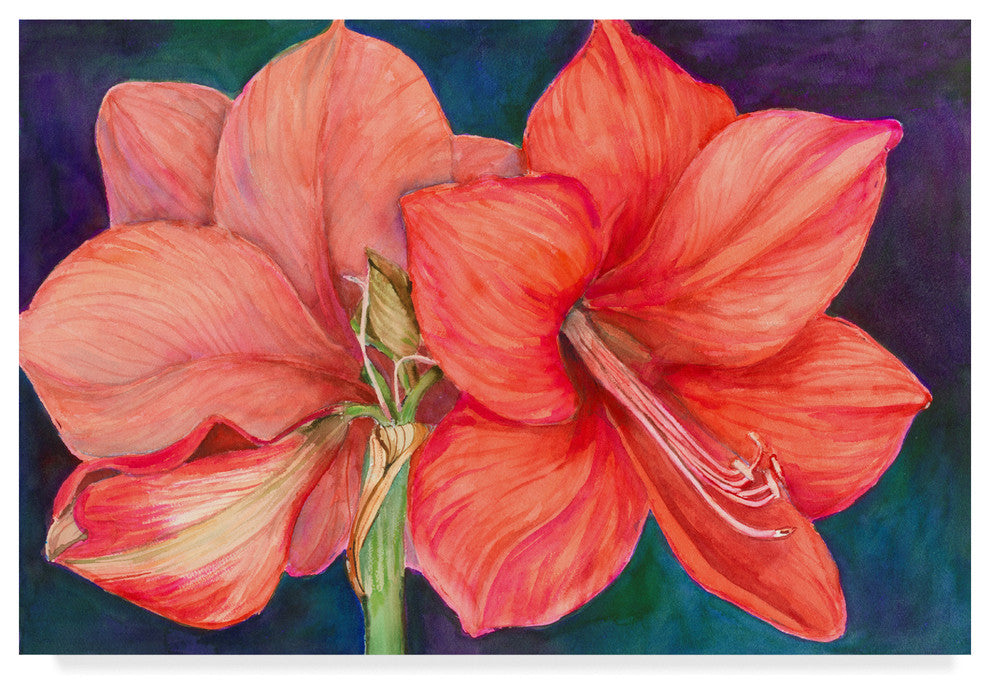 Joanne Porter 'Amaryllis Blooms' Canvas Art, 24"x16"