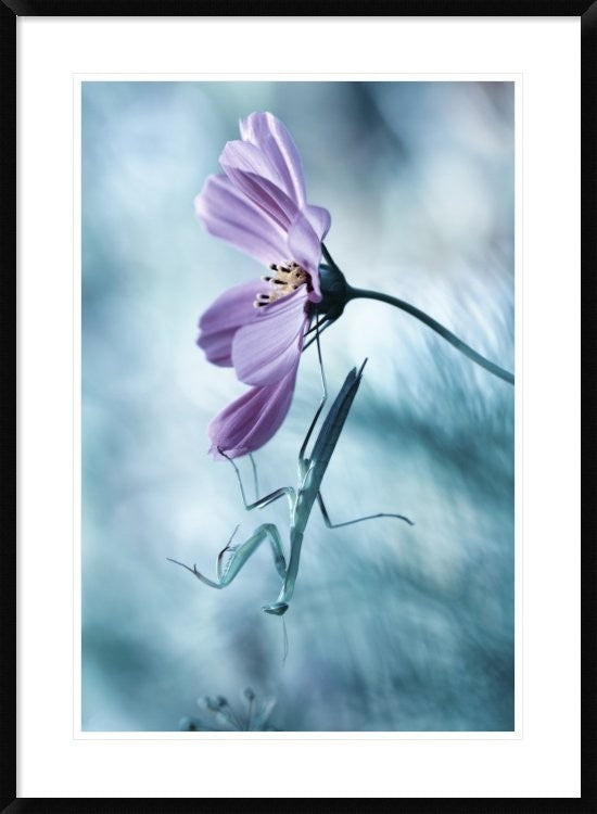 "Newtonian Physics" Framed Digital Print by Fabien Bravin, 28"x38"