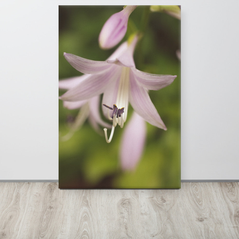 Softened Hosta Bloom Floral Nature Photo Canvas Wall Art Print, 24" X 36"