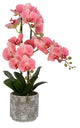 Vickerman 24" White Phal in Cement Pot