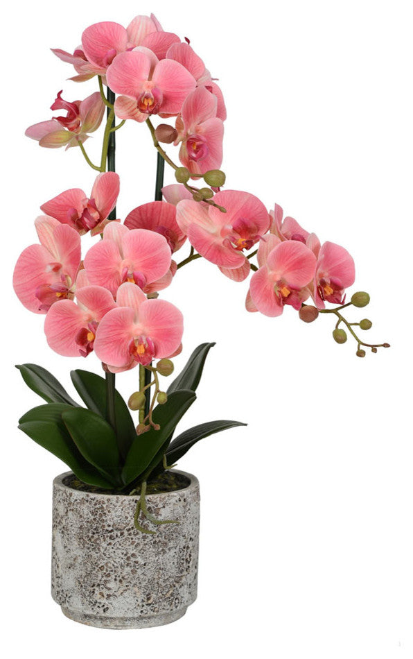 Vickerman 24" White Phal in Cement Pot