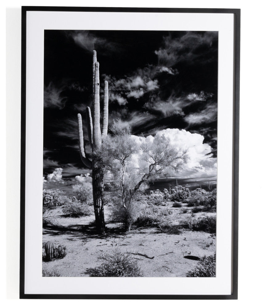Sonoran Desert By Getty Images