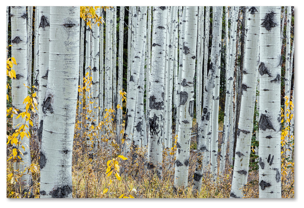 Pierre Leclerc 'Forest Of Aspens' Canvas Art, 24x16