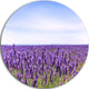 Close View Of Lavender Flower Field, Landscape Round Wall Art, 36"