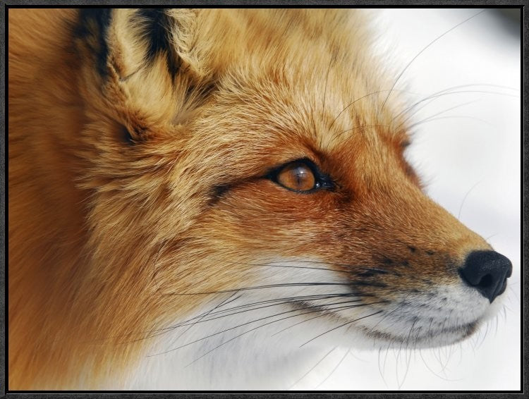 "Red Fox" Framed Canvas Giclee by Alain Turgeon, 25x19"