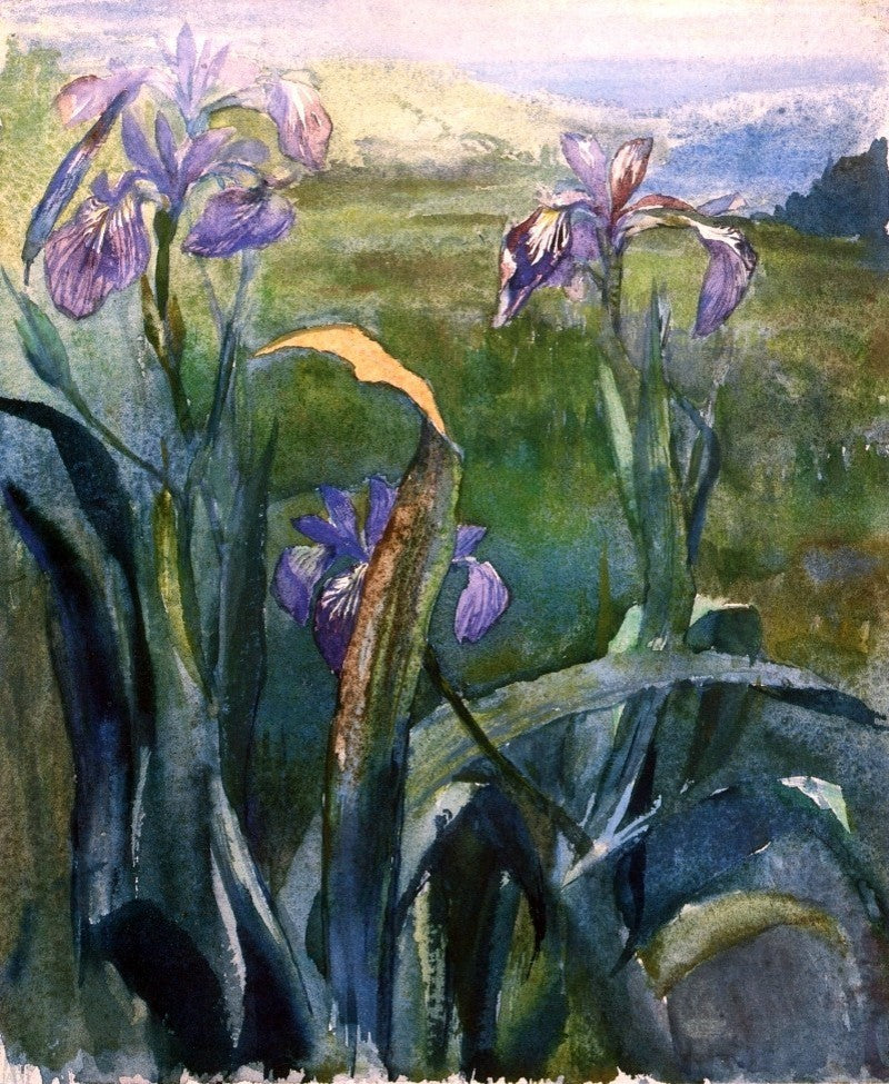 John La Farge Blue Iris- Study, 20"x25" Wall Decal Print