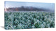 "Frozen Hemp Field in Autumn Morning" Landscape Wall Art, 1 Panel, 60"x28"