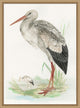 Waterbird 2, Giclee Reproduction Artwork