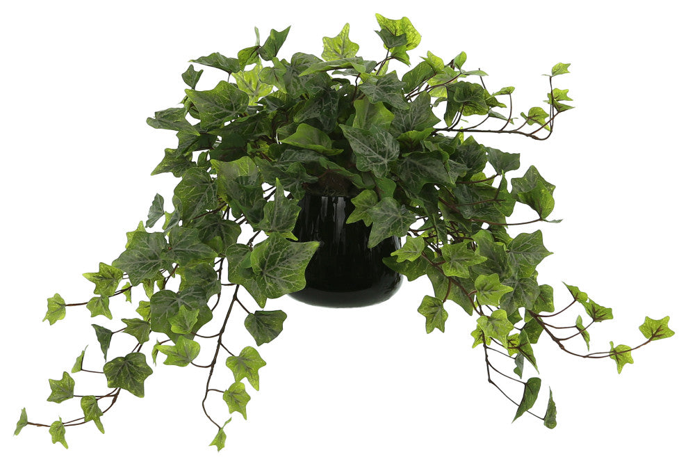 Ivy Arrangement in a Glass Vase