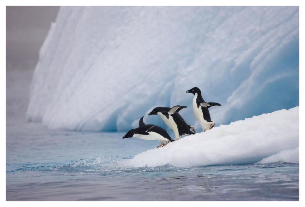 "Adelie Penguin trio diving off iceberg, Paulet Island" Paper Art, 62"x42"
