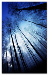 'Blue Forest' Canvas Art by Philippe Sainte-Laudy