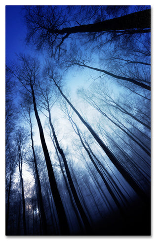 'Blue Forest' Canvas Art by Philippe Sainte-Laudy
