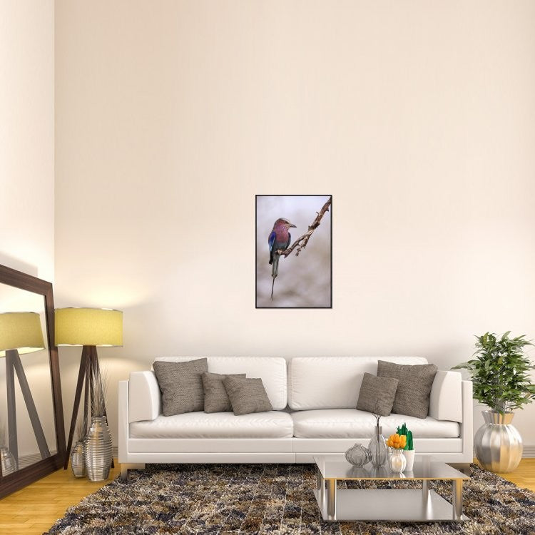 Ghiandaia Marina Pettolilla, 24"x36"
