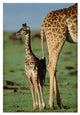 "Giraffe mother with young, Kenya" Paper Print by Tim Fitzharris, 22"x32"