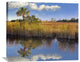 "Cabbage Palm In Wetland, Fakahatchee State Preserve, Florida" Artwork