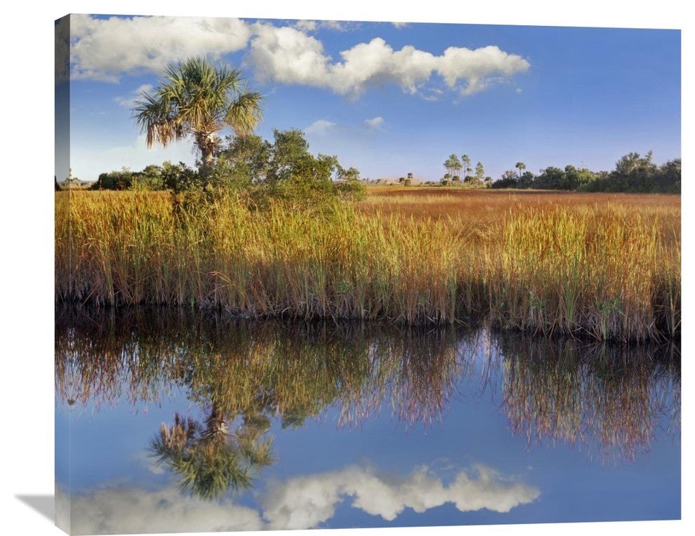 "Cabbage Palm In Wetland, Fakahatchee State Preserve, Florida" Artwork