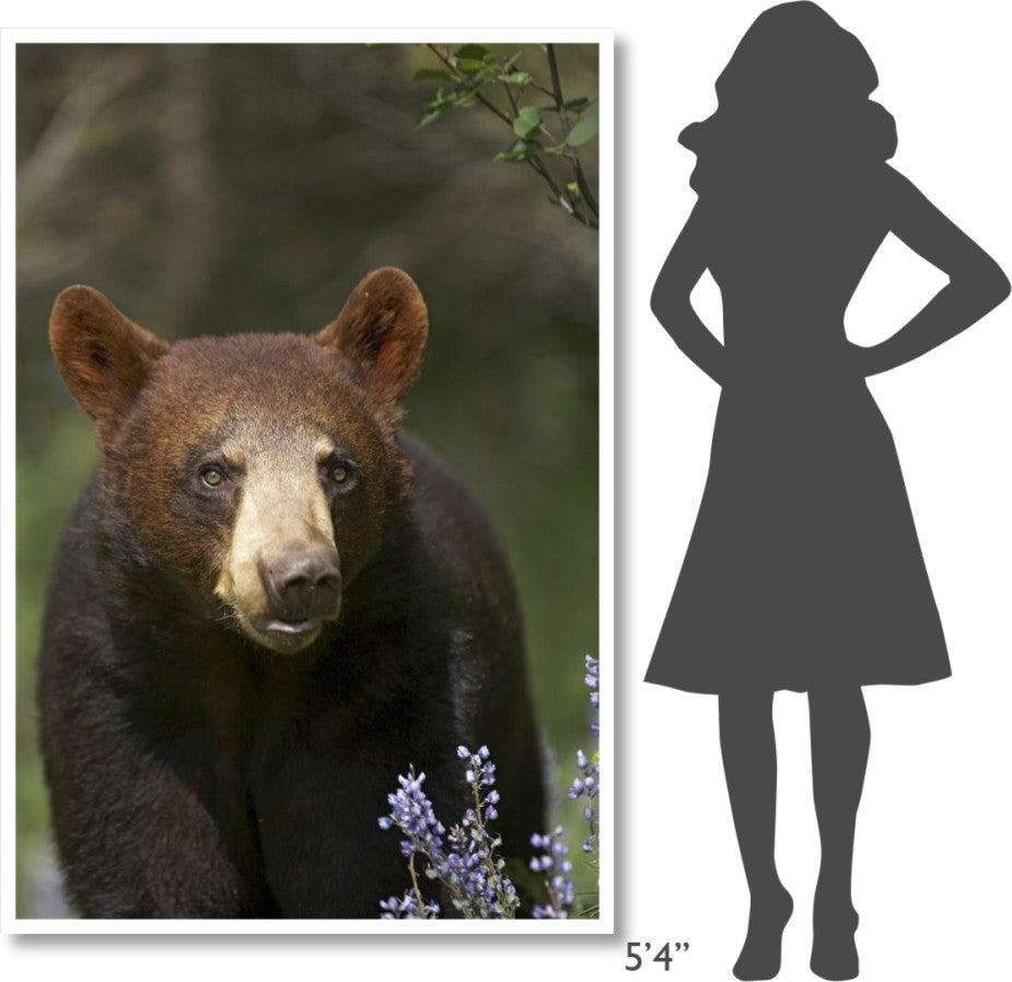 "Black Bear portrait, North America" Paper Print by Tim Fitzharris, 42"x62"