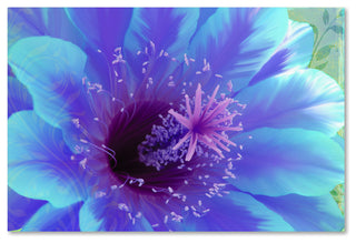 Tina Lavoie 'Paradisum' Canvas Art, 16" x 24"