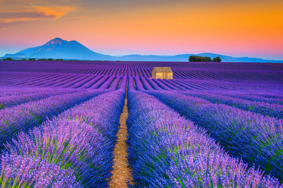 Blooming Lavender Field and Sunset Floral Landscape Framed Photo Wall Art Prints, Red Oak, 8" X 10"