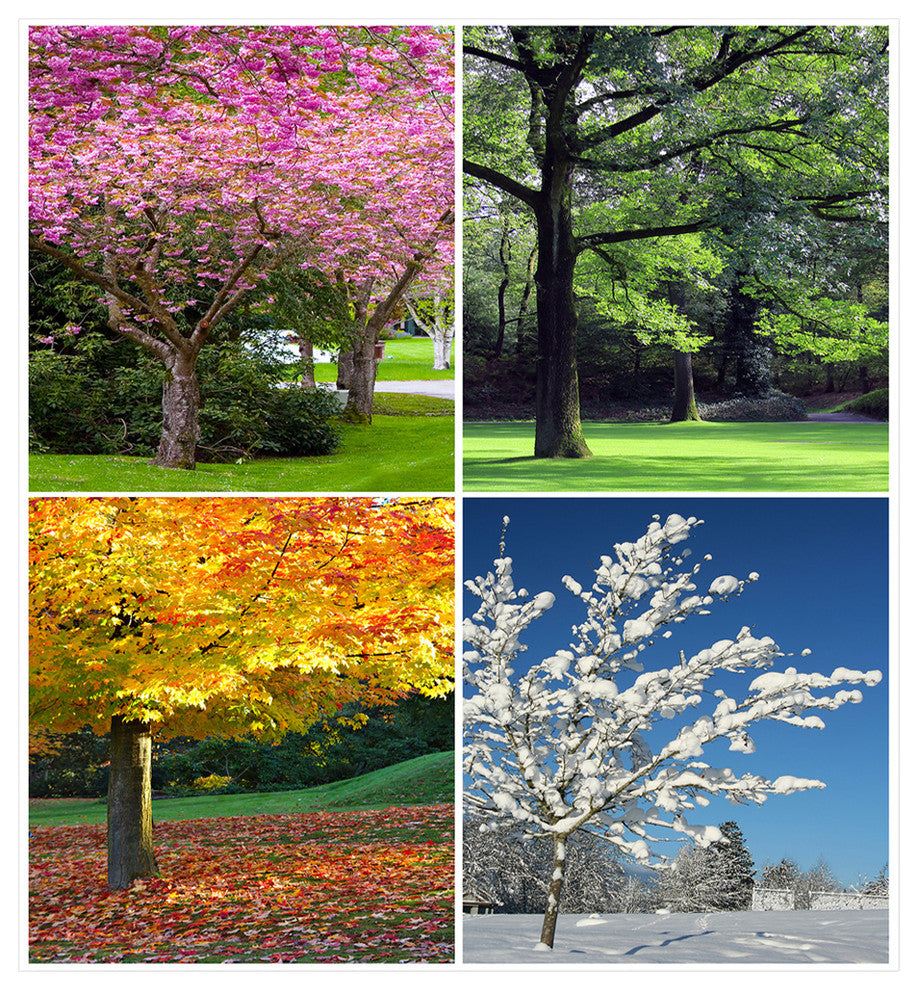 Four Seasons Trees Collage, Landscape Canvas Art Print, 30"x40"