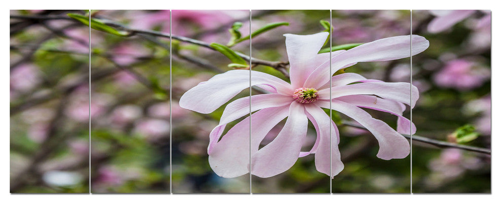 Beautiful Magnolia Flowers, Large Floral Canvas Art Print, 70"x28", 6 Panels