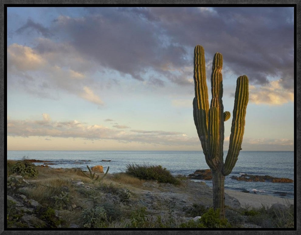 "Saguaro cactus at beach, Cabo San Lucas, Mexico"  by Tim Fitzharris, 17x13"