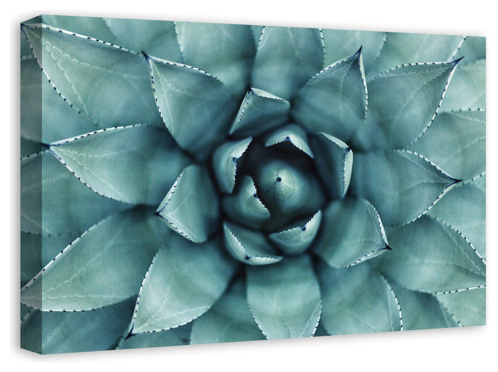 "Agave 3" Canvas Wall Art, 24"x16"