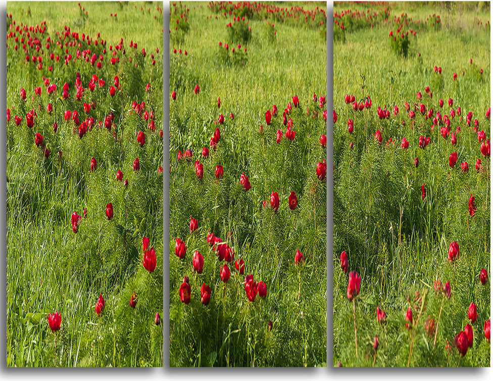 "Wild Peonies Flower in Steppe" Metal Wall Art, 3 Panels, 36"x28"