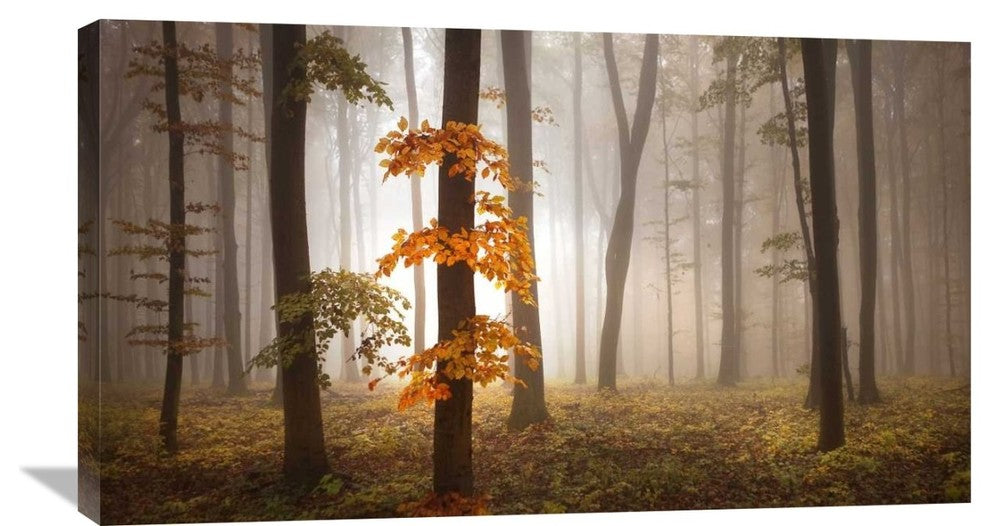 "In November Light" Stretched Canvas Giclee by Franz Schumacher, 36x21"