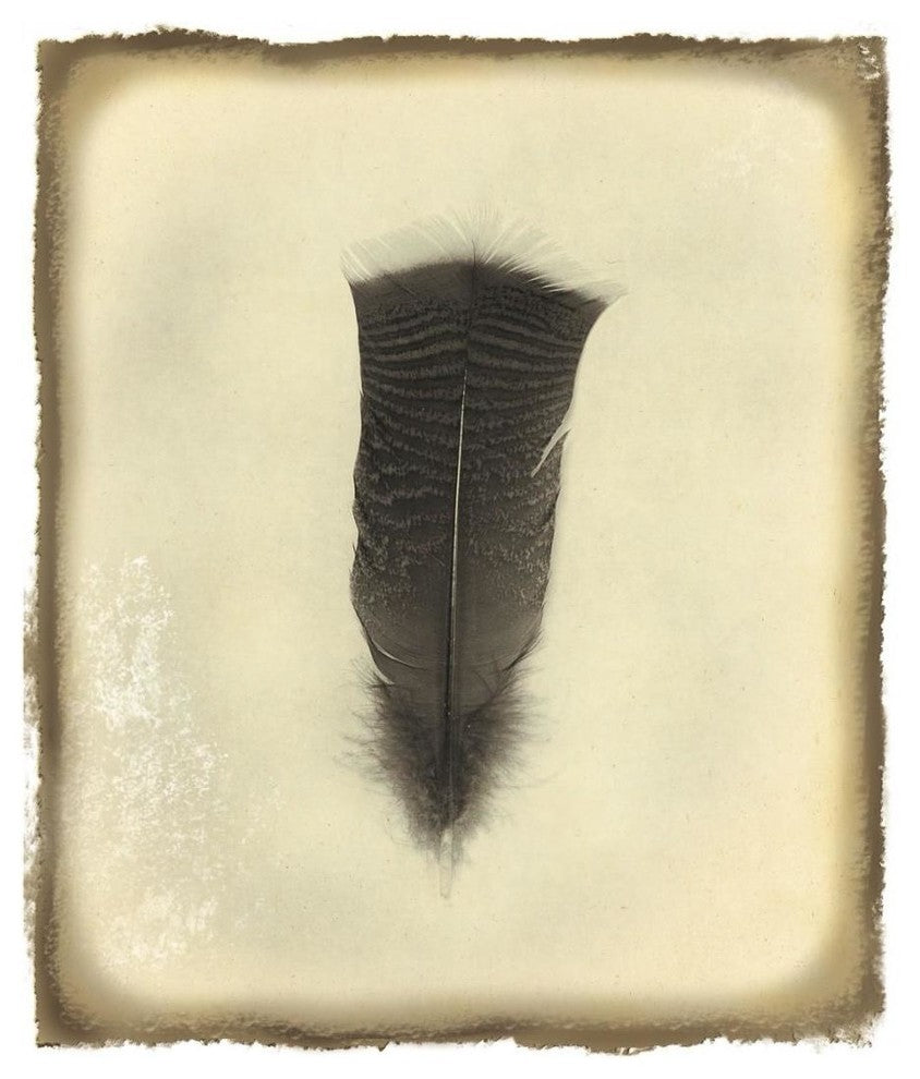 "Feather III Vintage" Digital Paper Print by Debra Van Swearingen, 15"x18"