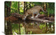 "Jaguar Drinking, Belize Zoo, Belize" Artwork, 36" x 24"