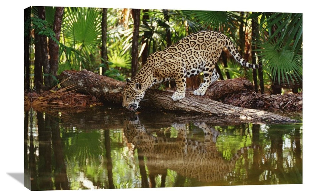 "Jaguar Drinking, Belize Zoo, Belize" Artwork, 36" x 24"