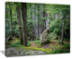 "Dense Moss Forest in Green" Landscape Art Print Canvas, 20"x12"