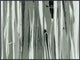 Black Forest, Giclee Reproduction Artwork