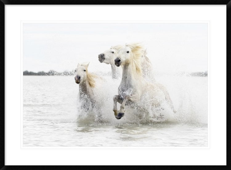"Horses  Hight Key" Framed Digital Print by Ciro De Simone, 38"x28"