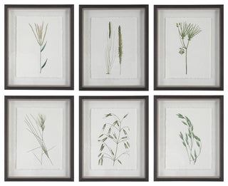 Uttermost Forest Finds Framed prints, 6-Piece Set