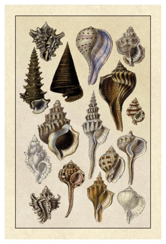 "Shells: Trachelipoda #4" Digital Paper Print by G.B. Sowerby, 26"x38"