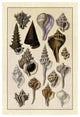 "Shells: Trachelipoda #4" Digital Paper Print by G.B. Sowerby, 26"x38"