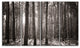 Beautiful Misty Forest in the Autumn, Forest Canvas Art Print, 48"x28", 4 Panels