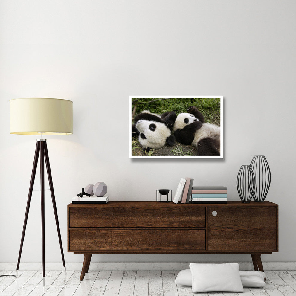 "Pair of young pandas playing, Wolong Nature Reserve, China" Paper Art, 38"x26"