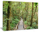 "Walk Way in Deep Forest" Landscape Canvas Photo Print, 20"x12"