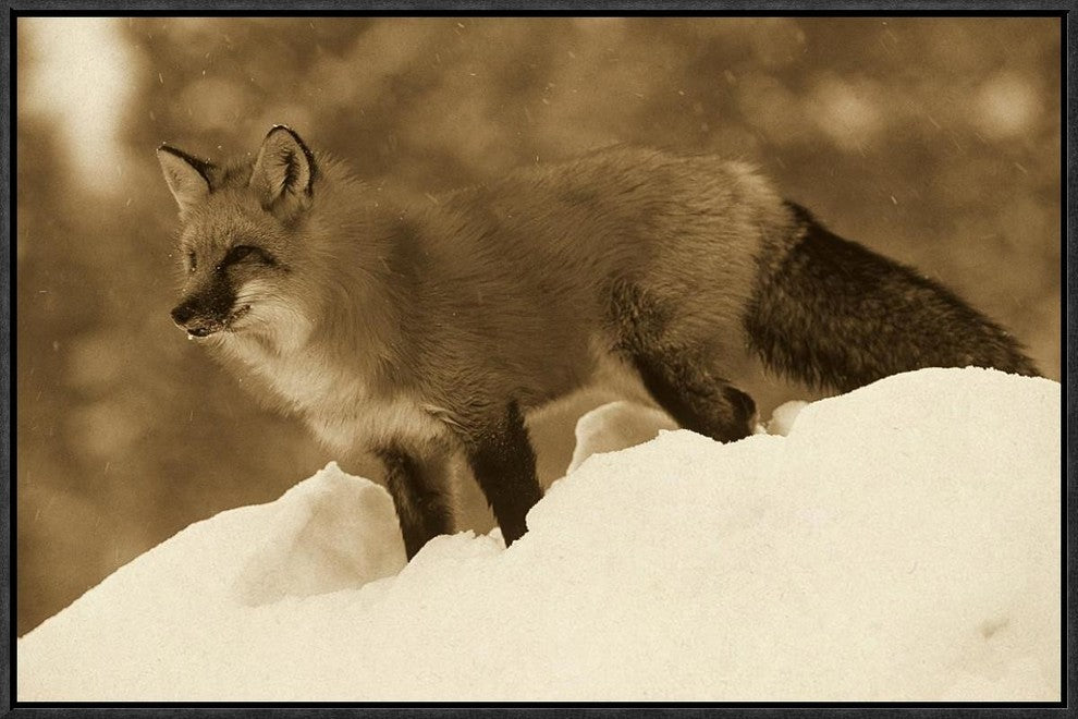 Red Fox Standing At The Top Of A Snow Bank, Montana, Sepia, 24"x16"
