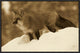 Red Fox Standing At The Top Of A Snow Bank, Montana, Sepia, 24"x16"