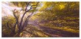 Bicycle Ride in Fall Forest, Large landscape Canvas Art Print, 60"x28"