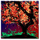 'Fall Red Tree' Canvas Art by Roderick Stevens