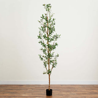 Full tree on white background (alternate_white_full).