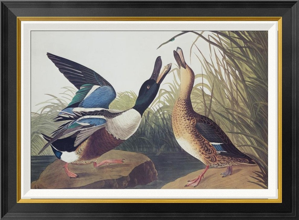 "Shoveller Duck" Framed Canvas Giclee by John James Audubon, 30x22"