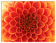 Orange Abstract Flower Petals, Floral Triptych Canvas Art Print, 36x28, 3 Panels